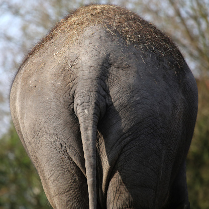 elephant3 photo