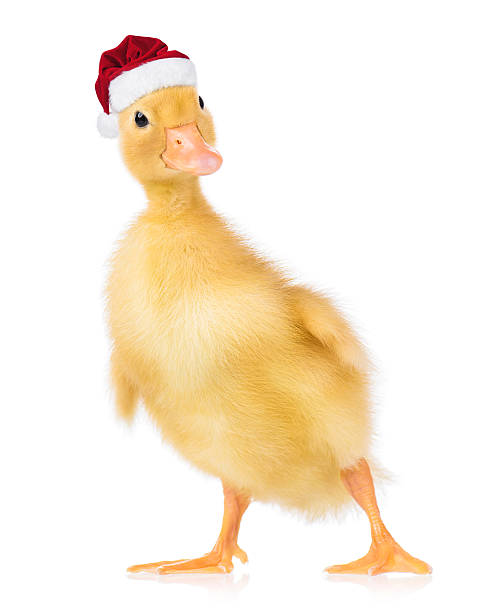 istock in Santa Claus hat 621904506