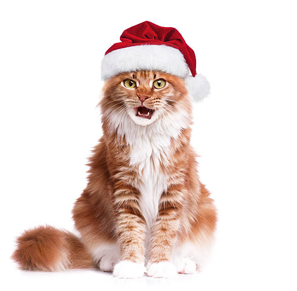 istock Kitten in Santa Claus hat 621904624