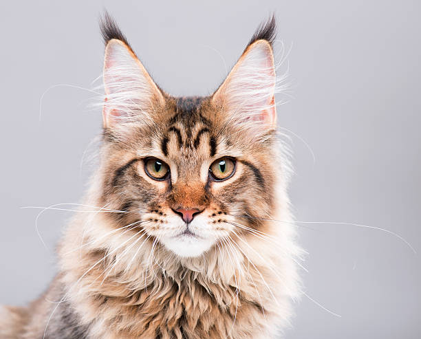 istock Portrait of Maine Coon cat 621904768