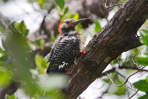 istock Red-bellied woodpecker (Melanerpes carolinus), Curry Hammock State Park, Florida, USA 621905034
