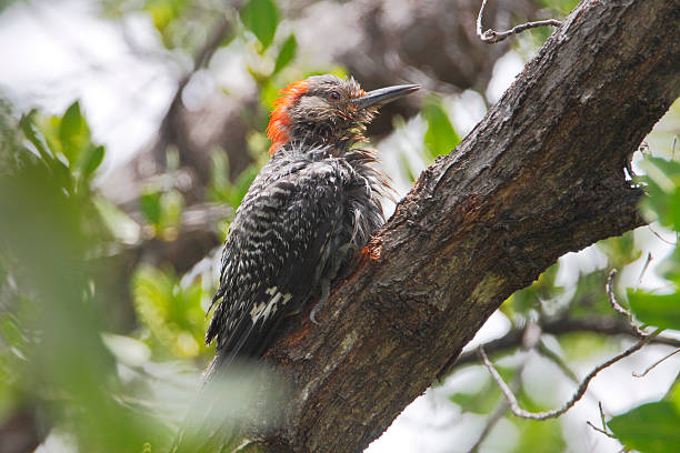 istock Red-bellied woodpecker (Melanerpes carolinus), Curry Hammock State Park, Florida, USA 621905116