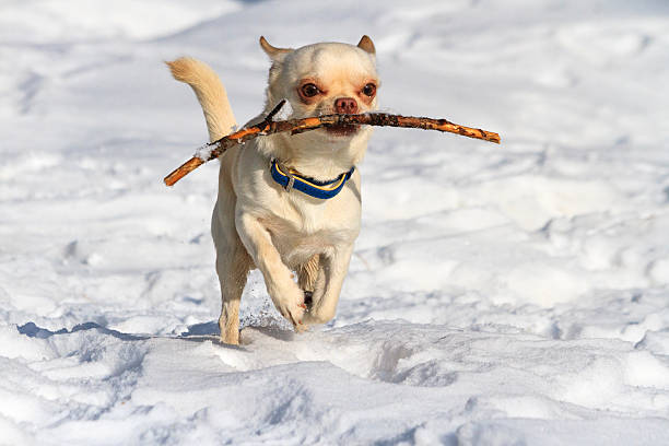 istock Chihuahuas running in the snow and has a branch 621905772