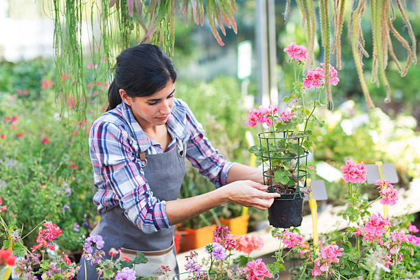 istock Potted geraniums in garden centre 621905812