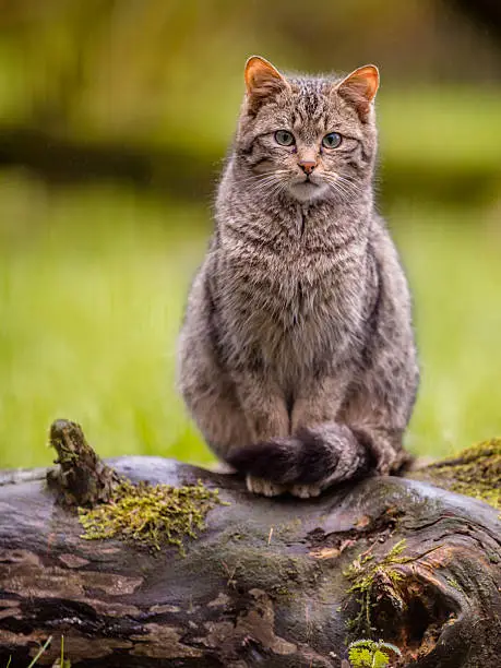 Cute European wild cat (Felis silvestris) with distinctive striped and black tipped tail making eye contact
