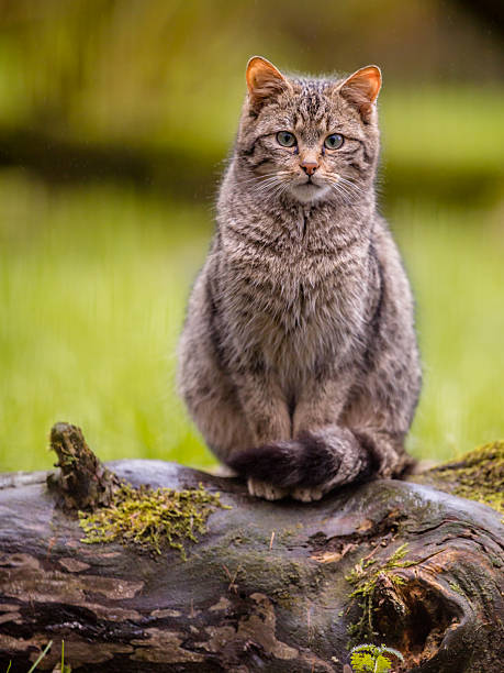 gato selvagem europeu bonito com cauda distictive - gato selvagem - fotografias e filmes do acervo