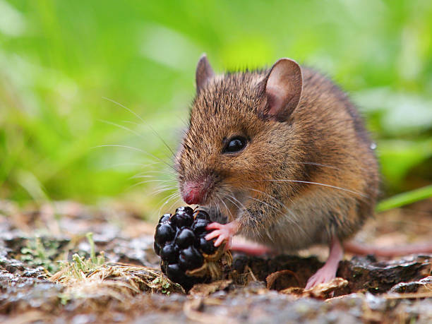 istock Wild field mouse eating blackberry 621906408