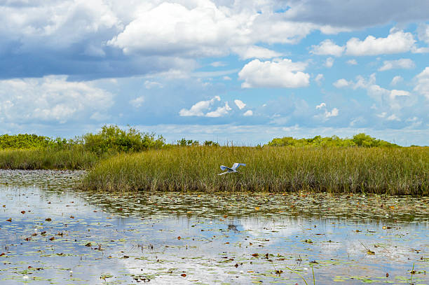 istock Bird is flying over the swamp 621907216