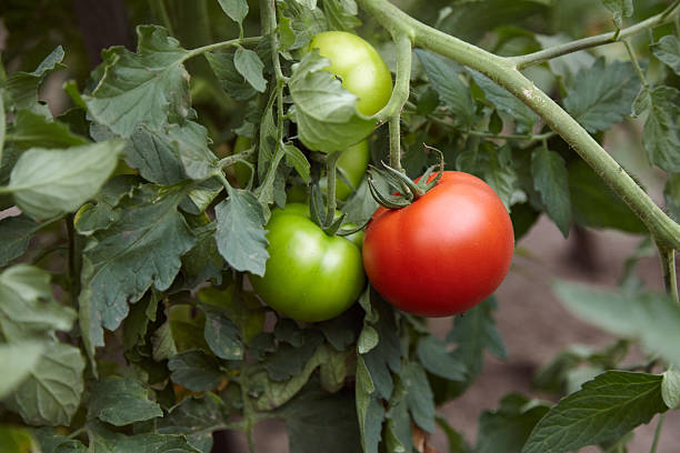 One red and three green tomatoes ripening on the tomato plant in the garden, one of them is the first to be ripen, team leader