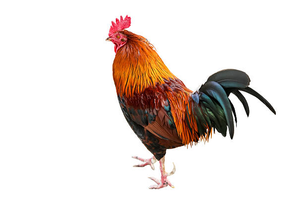 istock Colored rooster orange, green,white. Insulated 621908384