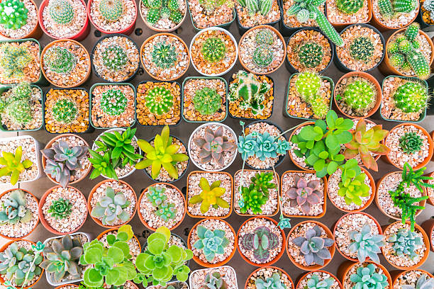istock Group of succulent plants 621909442