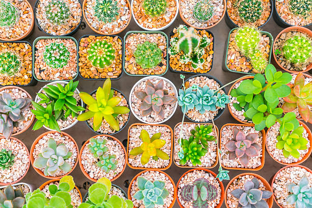 istock Group of succulent plants 621909568