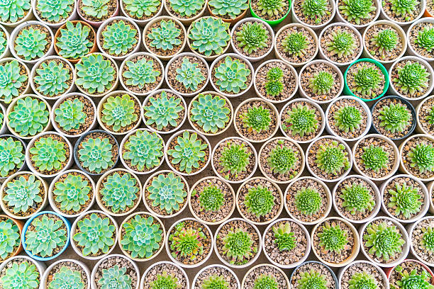 Group of succulent plants