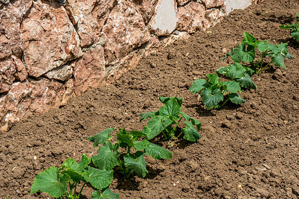 seedling cucumber - hoby imagens e fotografias de stock