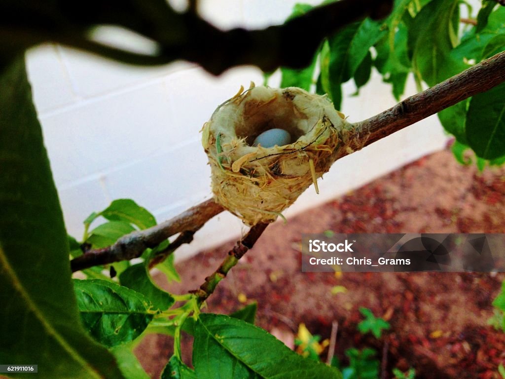 Bird Nest with Egg A tiny hummingbird egg in a nest. Animal Egg Stock Photo