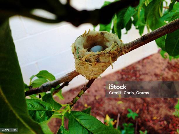 Bird Nest With Egg Stock Photo - Download Image Now - Animal Egg, Animal Nest, Bird