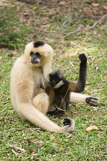 istock Mother Gibbon and baby 621911598