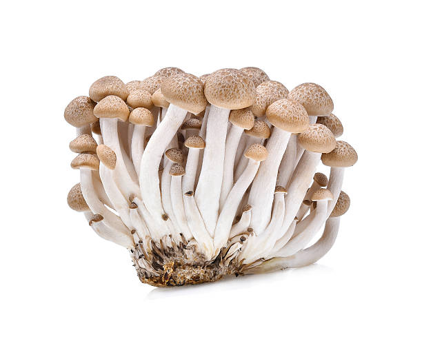 istock shimeji mushrooms brown varieties isolated on white background 621912228