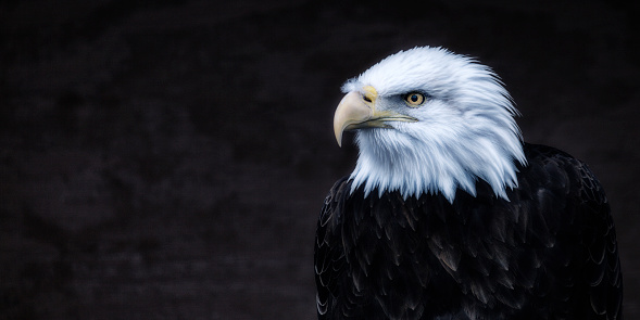 An intense, alert, majestic American Bald Eagle roosting on a dark background. Toned image. Narrow, elongated, horizontal 