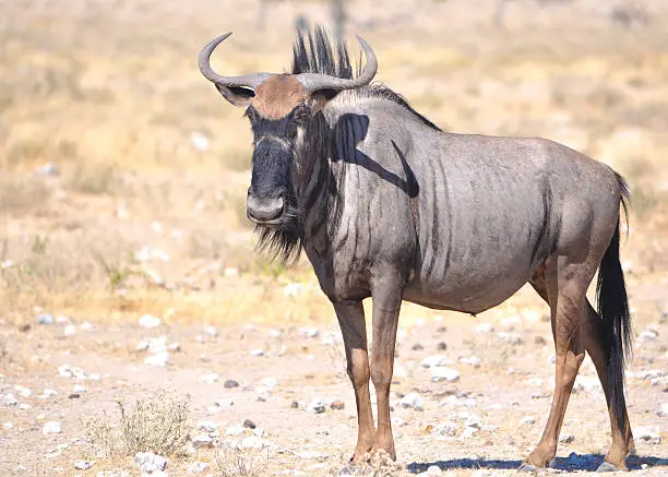 A blue wildebeest in the plains of Namibia Africa