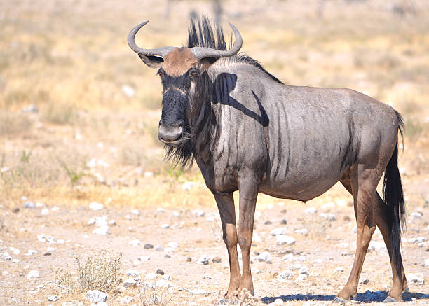 gnu - wildebeest - fotografias e filmes do acervo