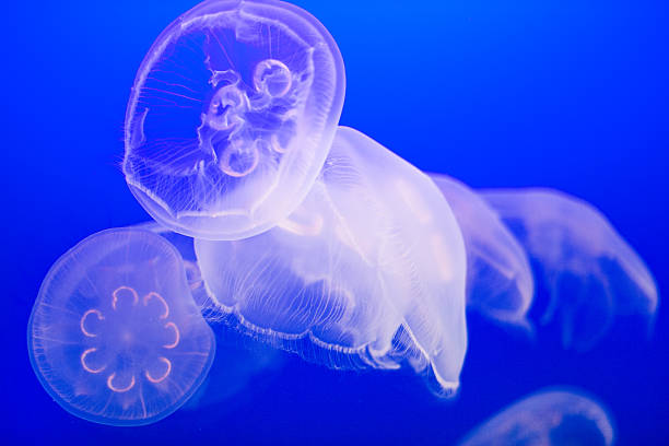 istock jellyfish in aquarium 621916704