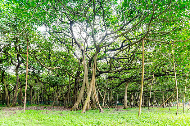 great banyan tree, howrah, west bengal, india - west indian culture imagens e fotografias de stock