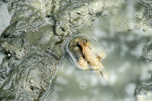 mudskipper or amphibious fish in mangrove forest