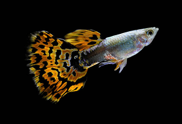 istock guppy fish  isolated on black 621919028