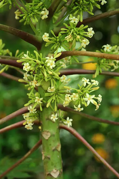 Photo of Flowers of Carica papaya (Papaya)