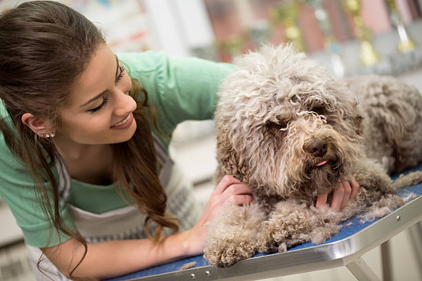 istock woman and grooming dog 621919918