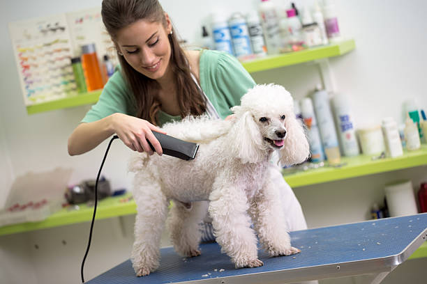 笑顔の女性のヘアカット白いプードル - groomer ストックフォトと画像