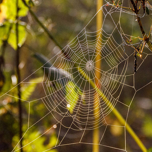 istock Autumn morning and the spider's web on the plants. 621920818