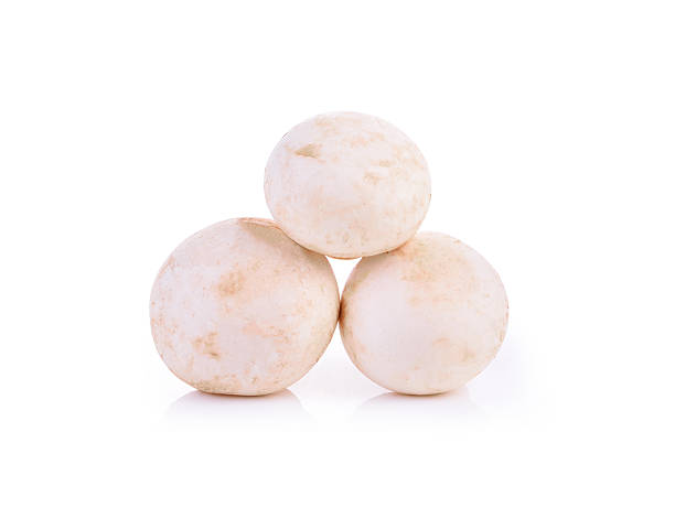 istock Champignon mushroom isolated on white background 621921510