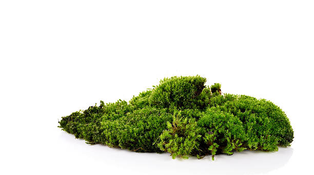 istock Green moss isolated on white bakground 621924436
