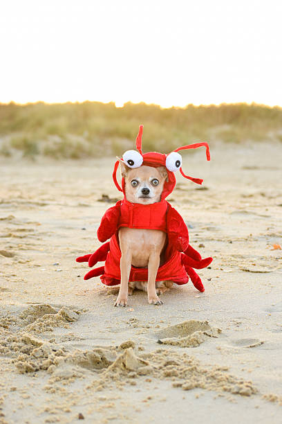 A tiny Chihuahua dressed like a lobster at the beach.