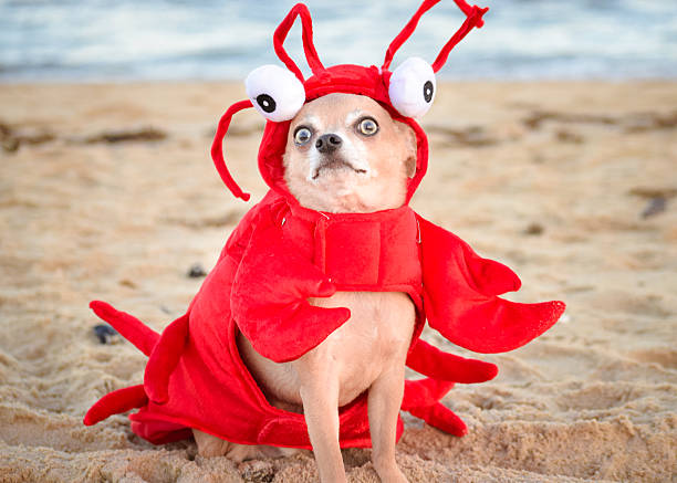 Lobster Chihuahua A Chihuahua lobster at the beach. american dog stock pictures, royalty-free photos & images