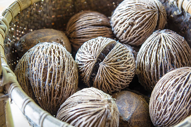 istock Dry cerbera oddloam's seed with basket people like 621927658
