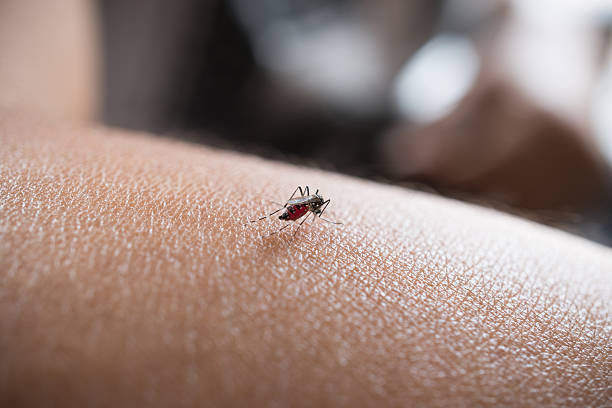 人間の皮膚に血液を吸う蚊のクローズアップ - ectoparasite ストックフォトと画像