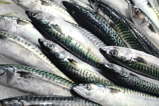 Fresh mackerel on the market