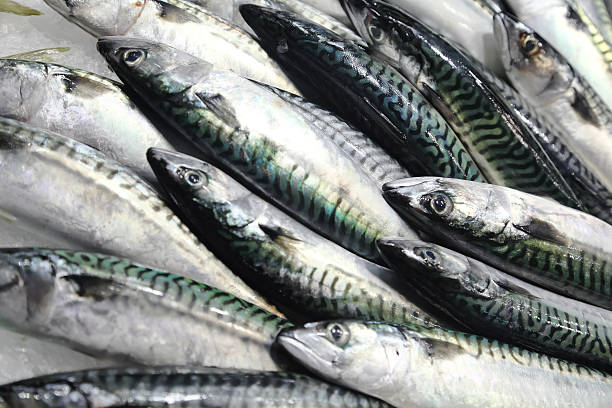 Fresh mackerel on the market stock photo