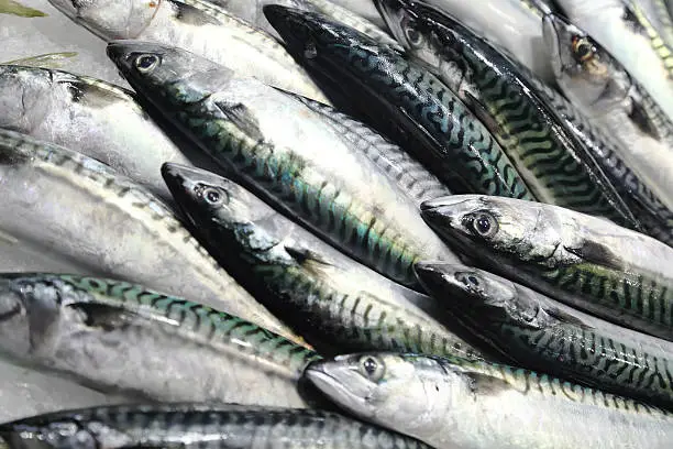 Fresh mackerel on the market