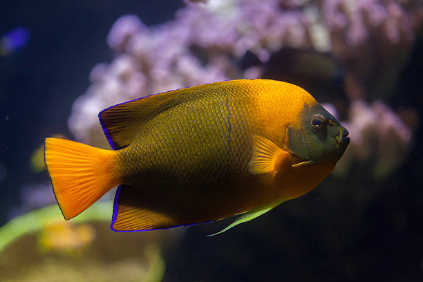 Clarion angelfish (Holacanthus clarionensis). Clarion angelfish (Holacanthus clarionensis). Marine fish. clarion angelfish photos stock pictures, royalty-free photos & images