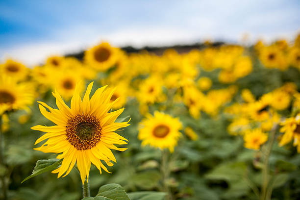 istock Sunflowers Field 621929974