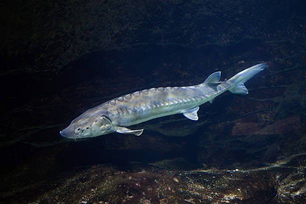 istock European sea sturgeon (Acipenser sturio) 621930438
