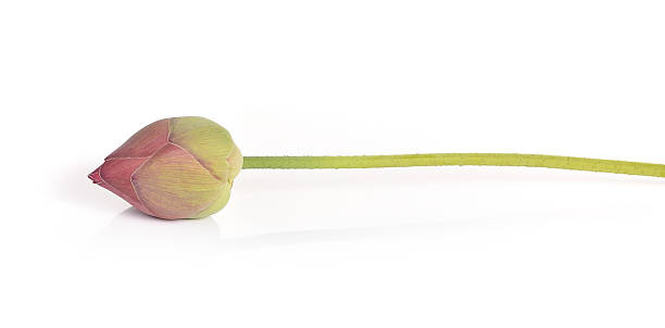 istock Lotus flower on white background 621932534