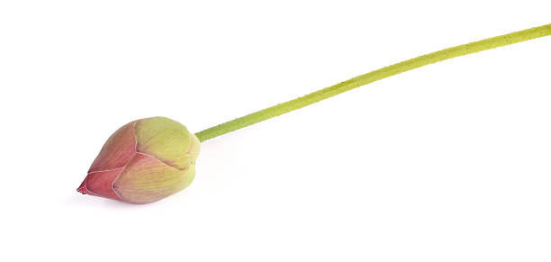 istock Lotus flower on white background 621932546