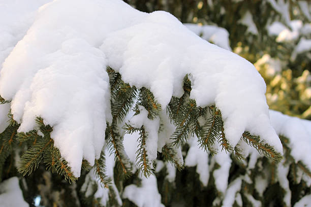 istock Spruce branch under thick layer of snow 621933140