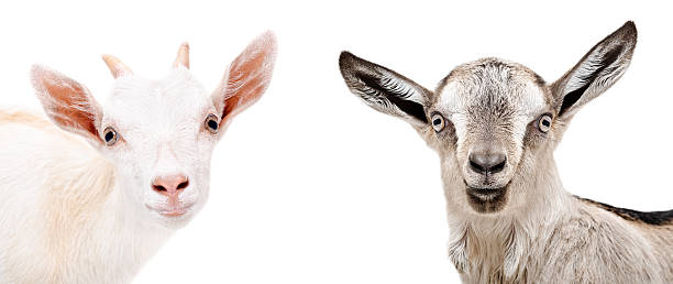 istock Charming goats, close-up portrait 621933508