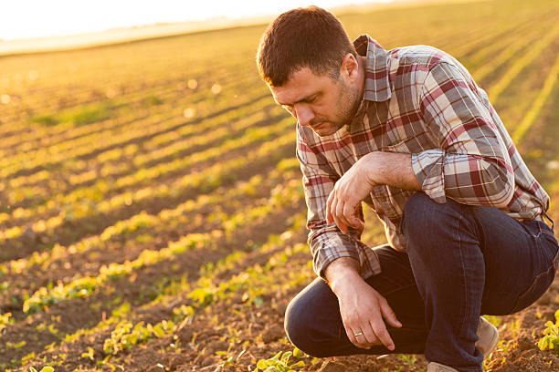 istock Farmer in a field examining crop 621934316